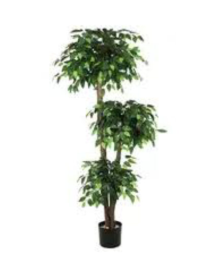 Ficus Artificial Eden