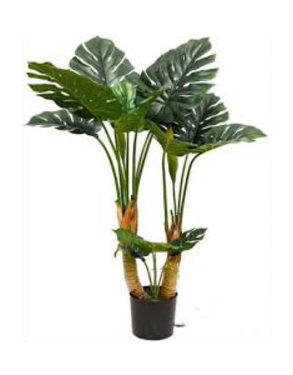 Monstera Deliciosa Alta