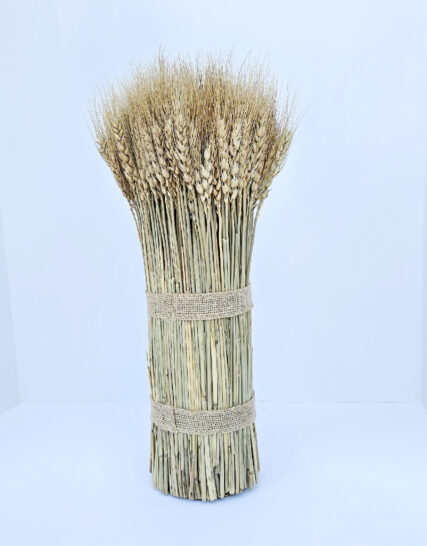 ESPIGAS DE TRIGO AMARILLO